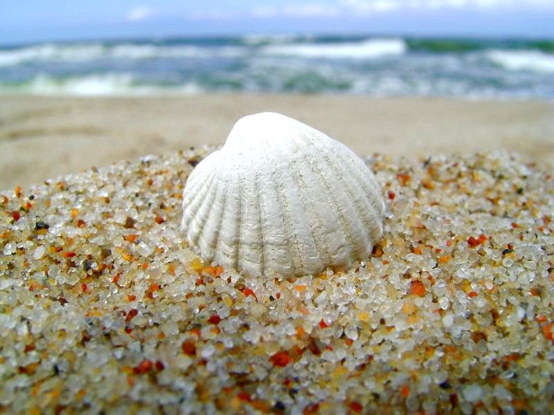 Muszelka na dzikiej plaży w Dąbkowicach.