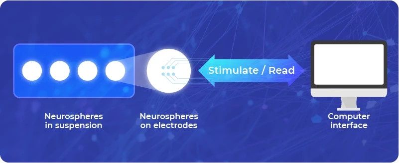 Neuroplatforma