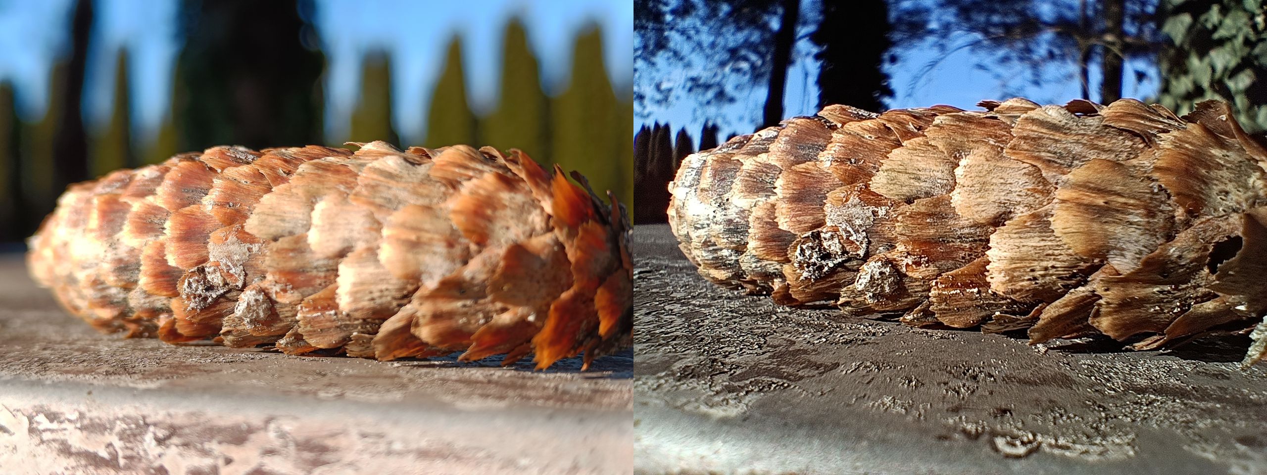 Makro zbliżenia