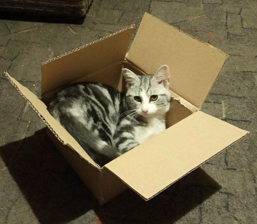 kot w kartonie pepe