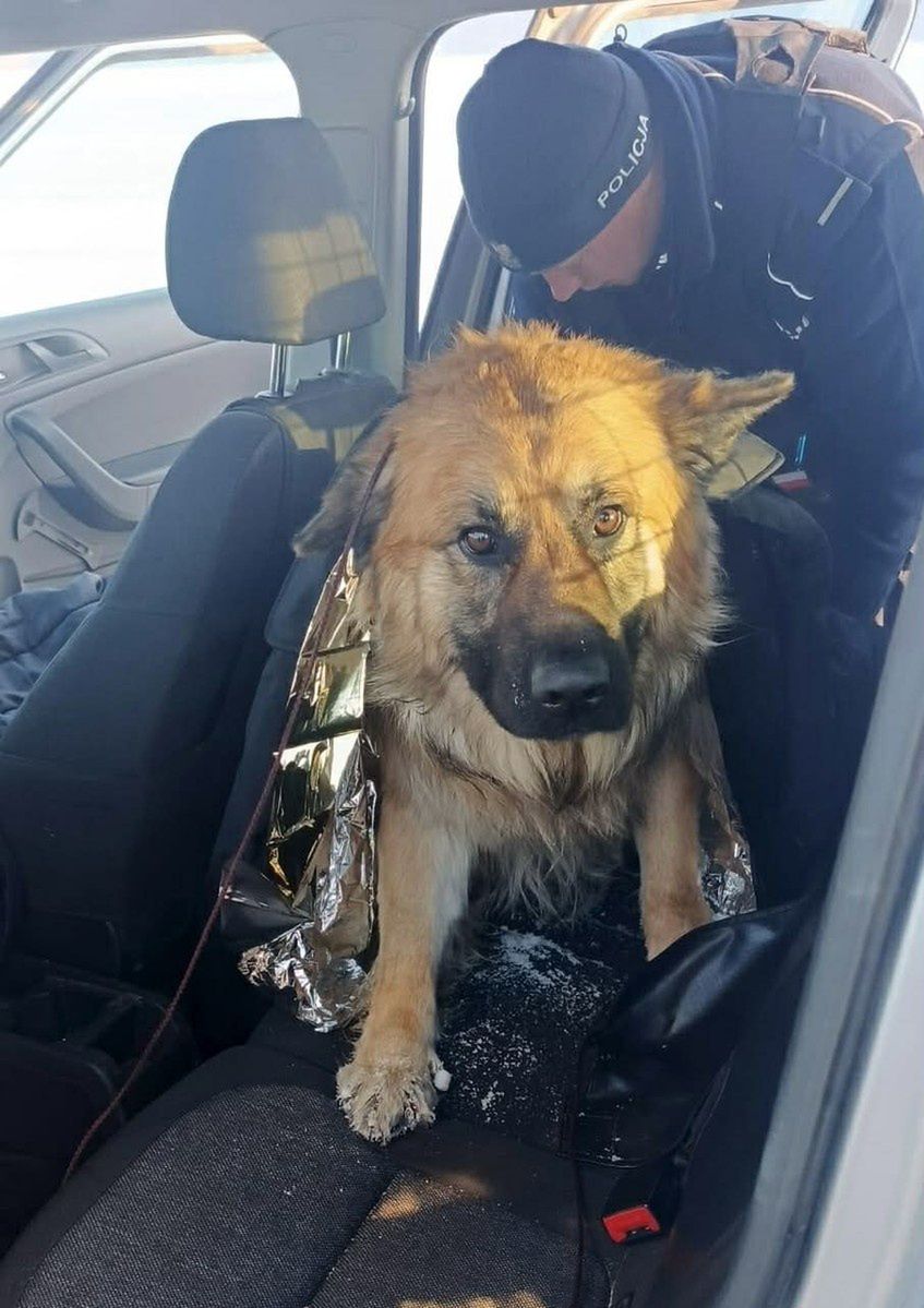 Funkcjonariusze uratowali psa