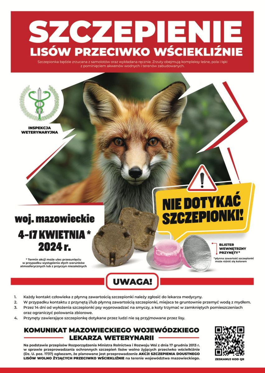 Zaczyna się wiosenna akcja szczepień lisów wolno żyjących przeciwko wściekliźnie