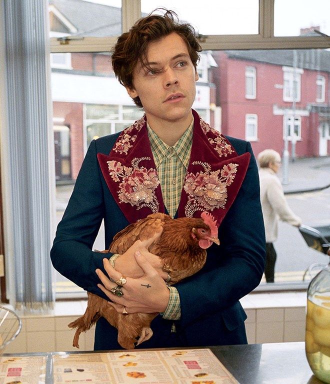 harry styles i kogut