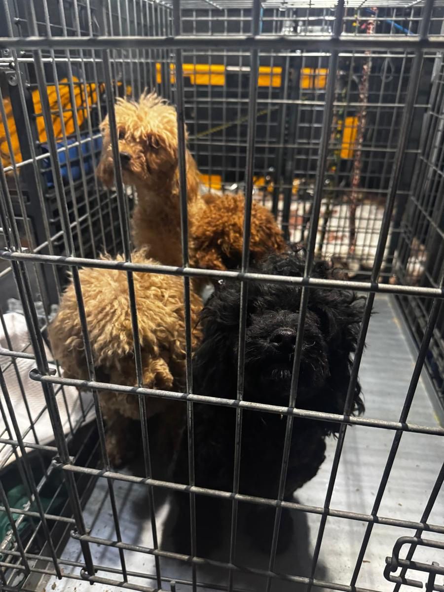 nielegalna hodowla psów