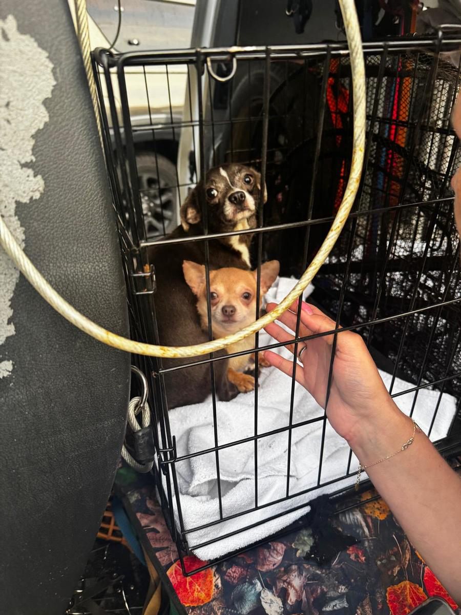 nielegalna hodowla psów