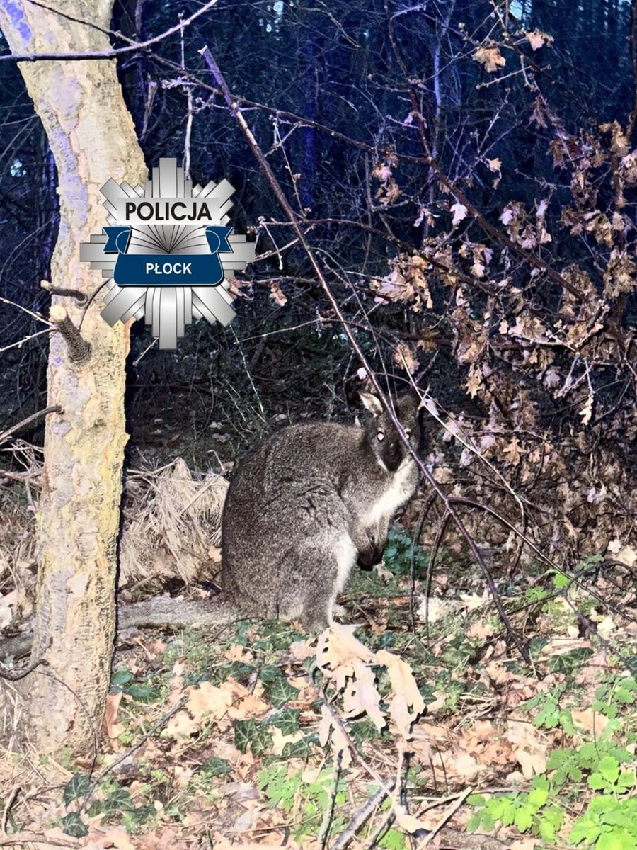 Kangur gangster zawinięty przez policję w Słupnie!