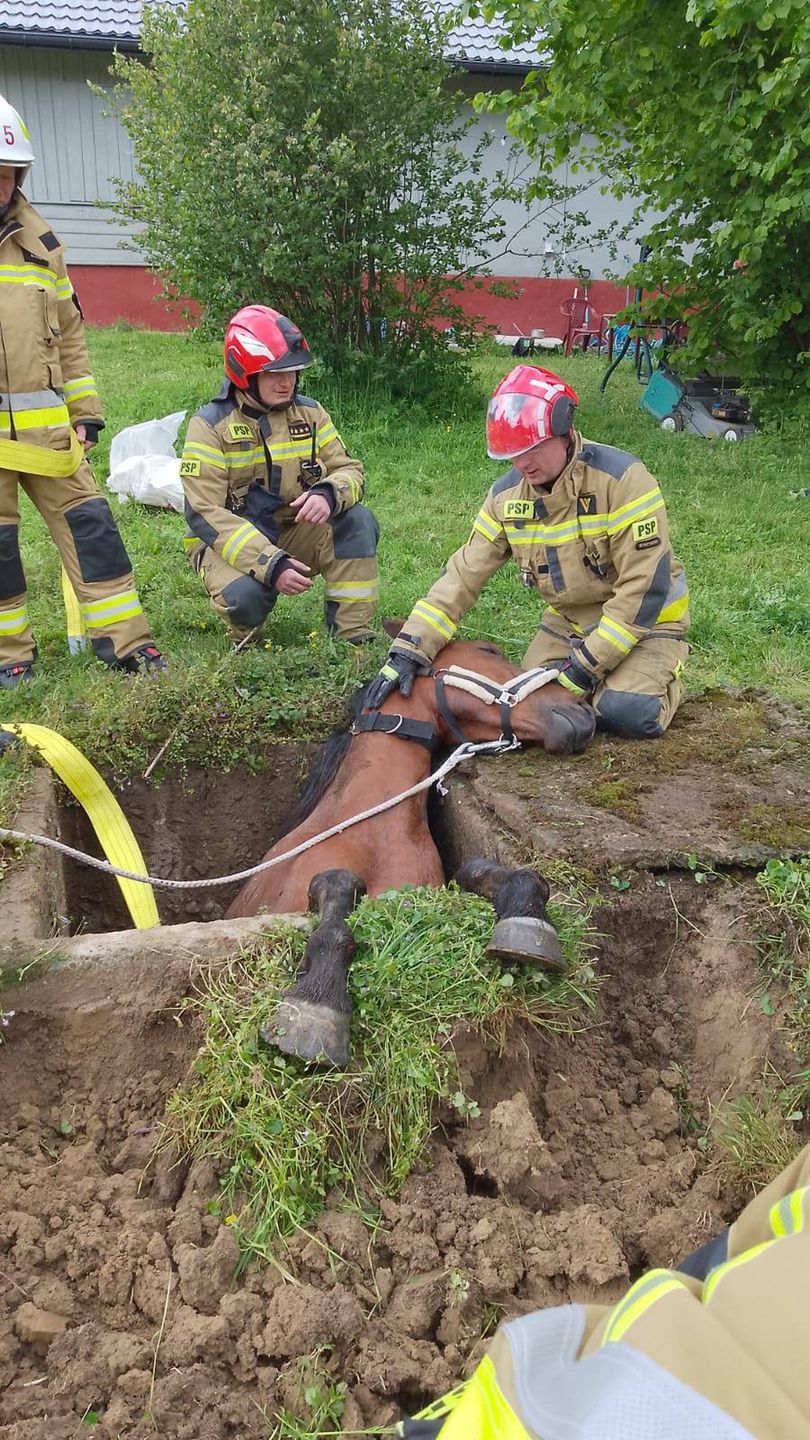 Ratowali konia uwięzionego w zbiorniku