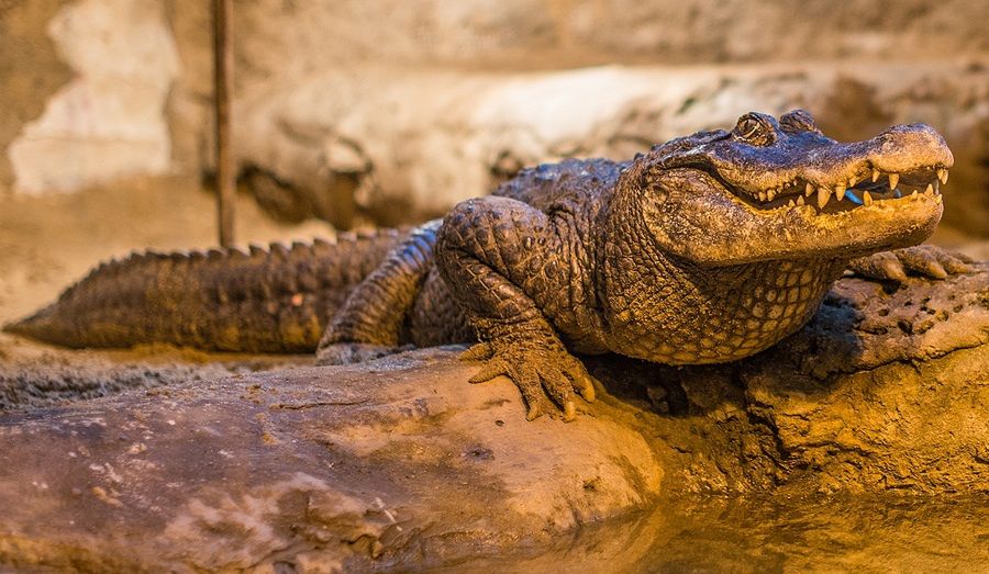 Marta świętuje 95. urodziny 