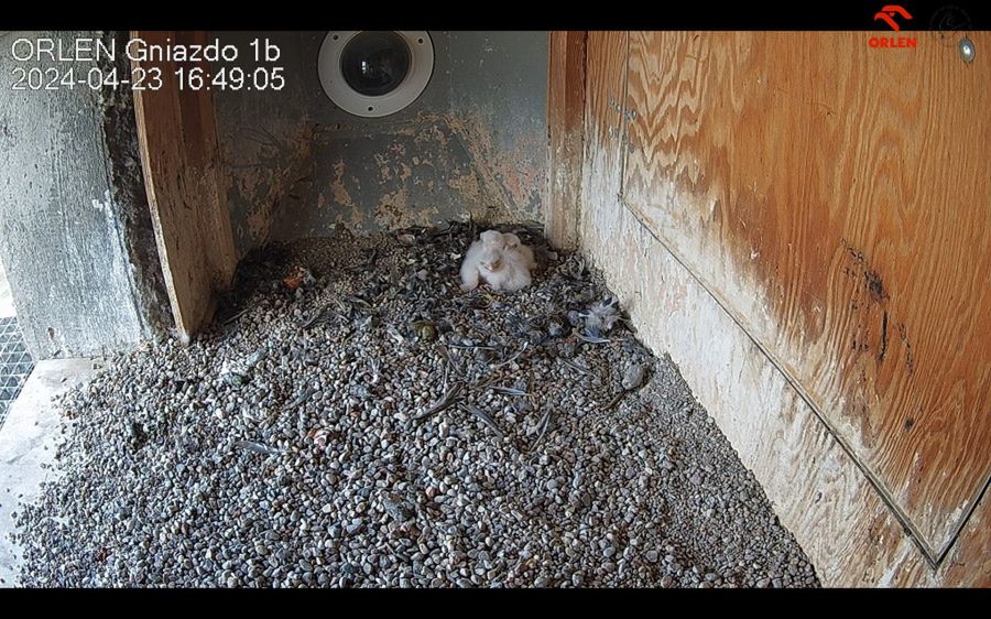 Rafik i Werwa zostali rodzicami - wykluły się pisklęta płockich sokołów wędrownych