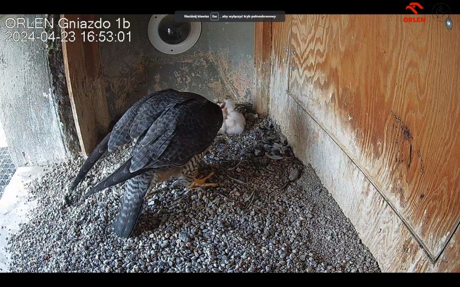 Rafik i Werwa zostali rodzicami - wykluły się pisklęta płockich sokołów wędrownych