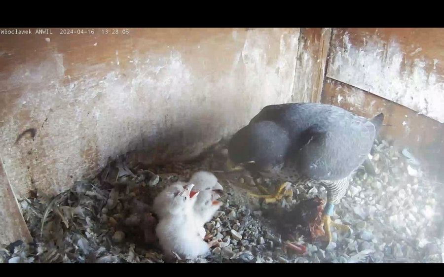 Pierwsze pisklęta sokoła wędrownego wykluły się w tym roku w ANWILU z Grupy ORLEN