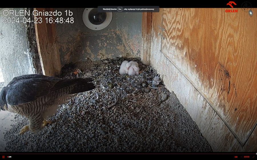 Rafik i Werwa zostali rodzicami - wykluły się pisklęta płockich sokołów wędrownych