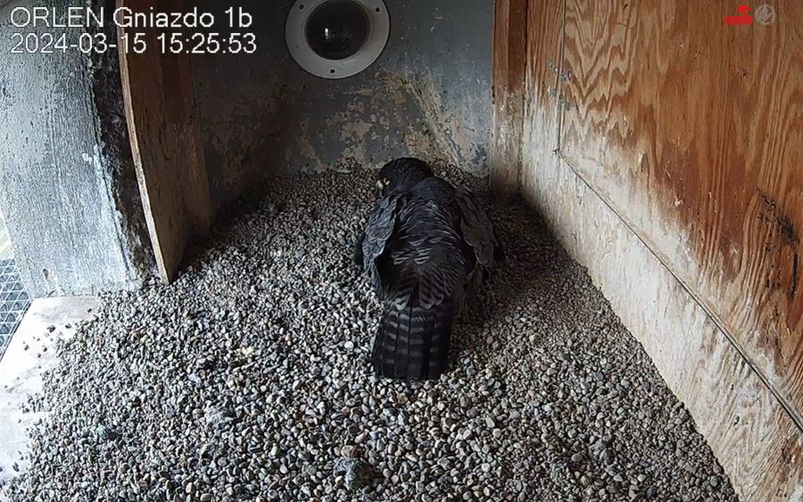 Sokola rodzina ORLENU znów się powiększy. Samica złożyła już dwa jaja!