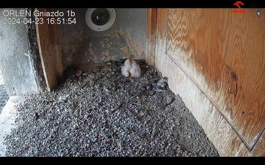 Rafik i Werwa zostali rodzicami - wykluły się pisklęta płockich sokołów wędrownych