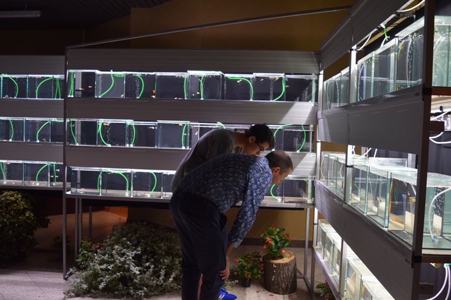 Mistrzostwa Europy i Polski Hodowców Gupika 2024