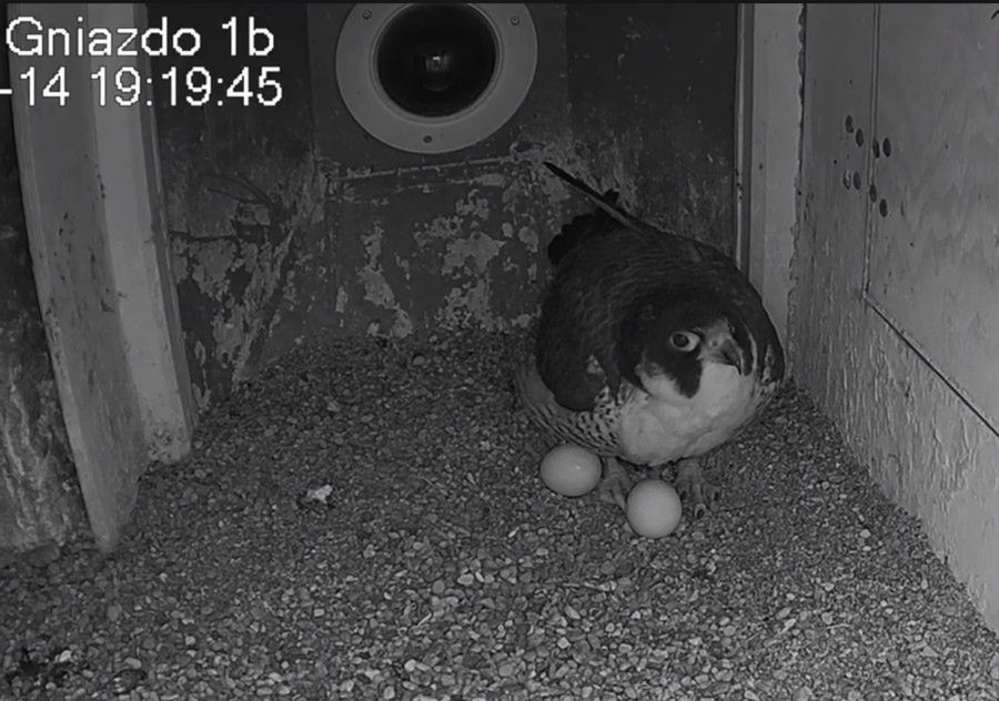 Sokola rodzina ORLENU znów się powiększy. Samica złożyła już dwa jaja!