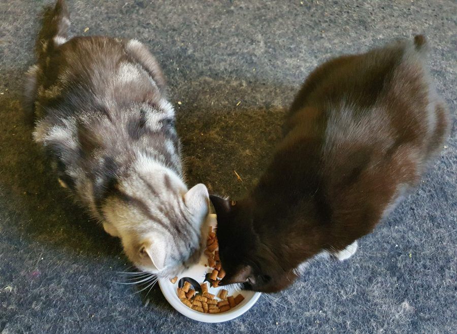 Jak okazać kotu, że go kochasz: karmienie kota