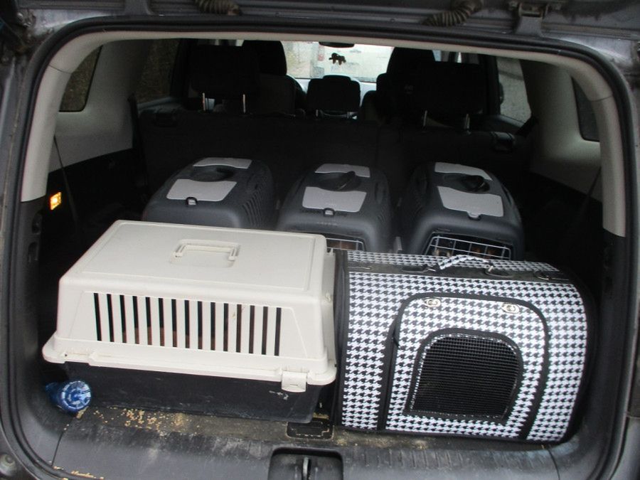 Gehenna zwierząt: kobiecie z Borowiczek odebrano 24 zwierzęta [ZDJĘCIA]