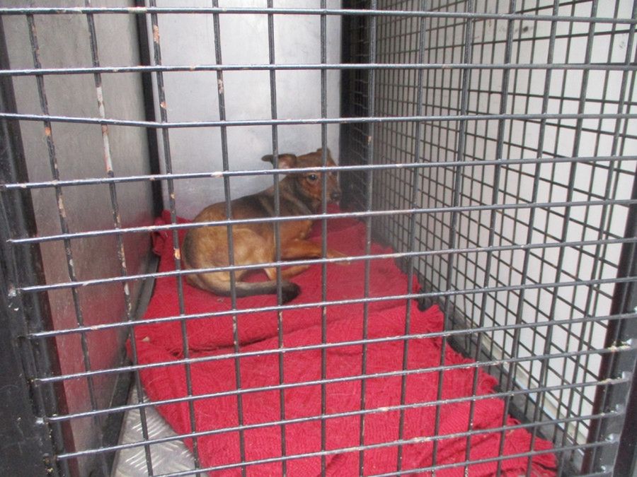 Gehenna zwierząt: kobiecie z Borowiczek odebrano 24 zwierzęta [ZDJĘCIA]