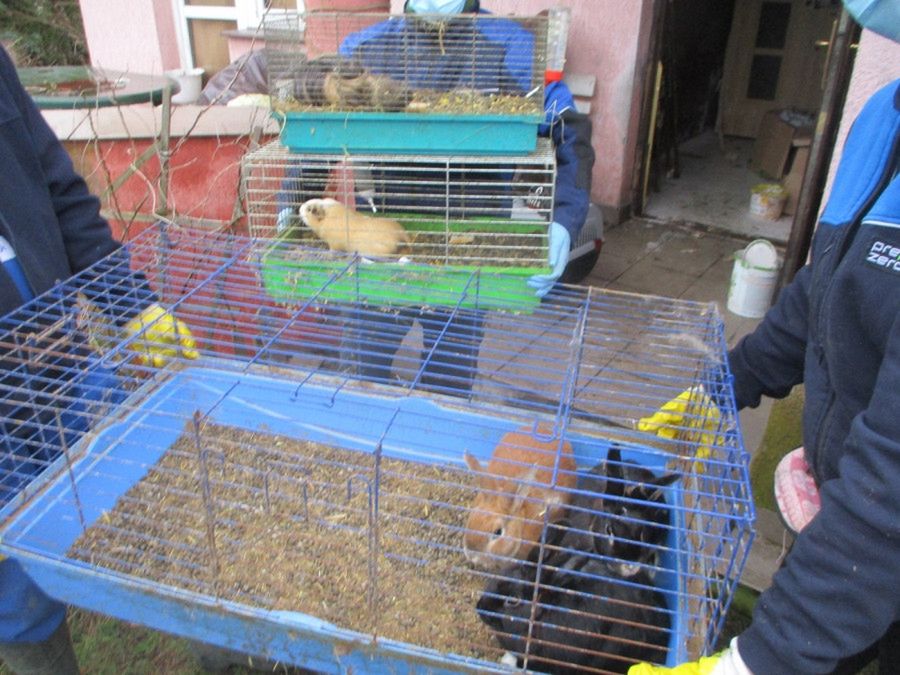 Gehenna zwierząt: kobiecie z Borowiczek odebrano 24 zwierzęta [ZDJĘCIA]