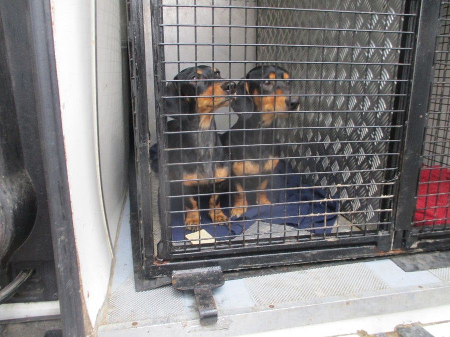 Gehenna zwierząt: kobiecie z Borowiczek odebrano 24 zwierzęta [ZDJĘCIA]