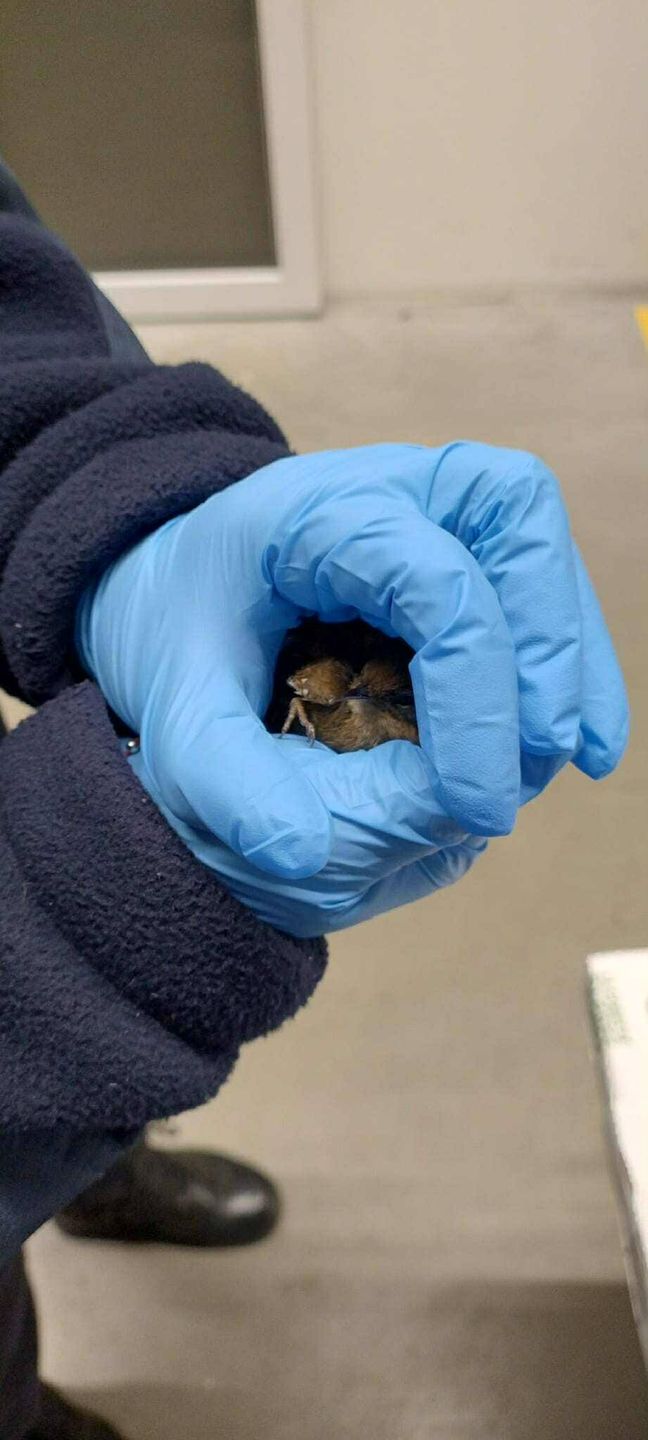 Strzyżyk w opałach