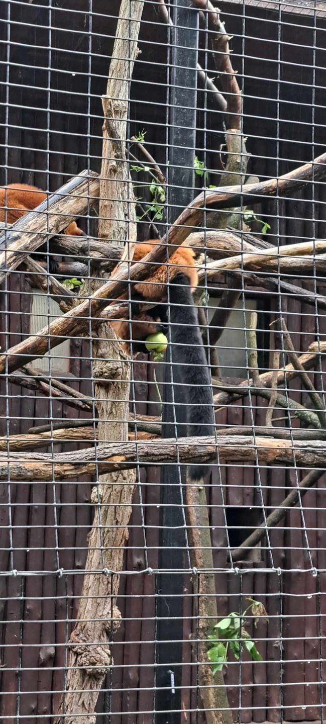 Lemury w płockim zoo