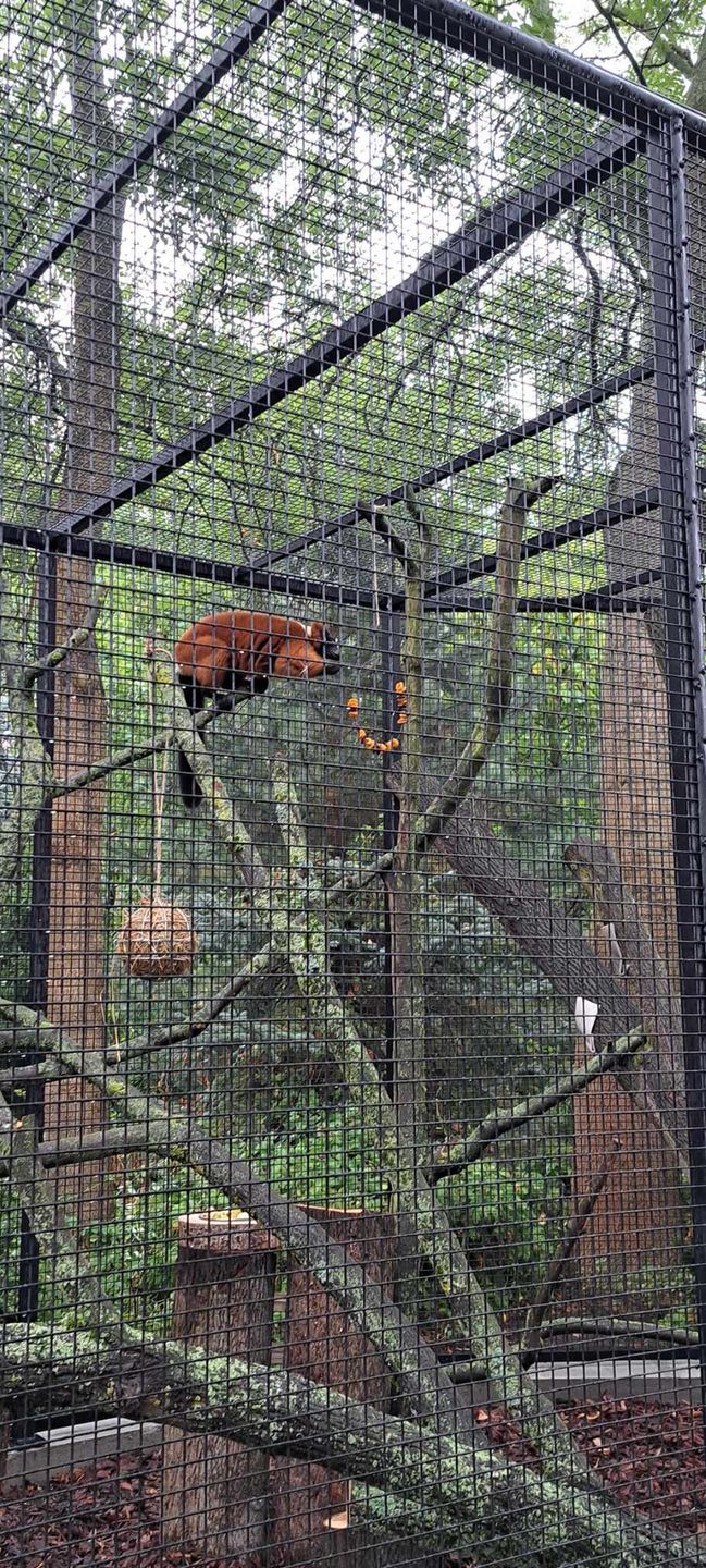 Lemury w płockim zoo