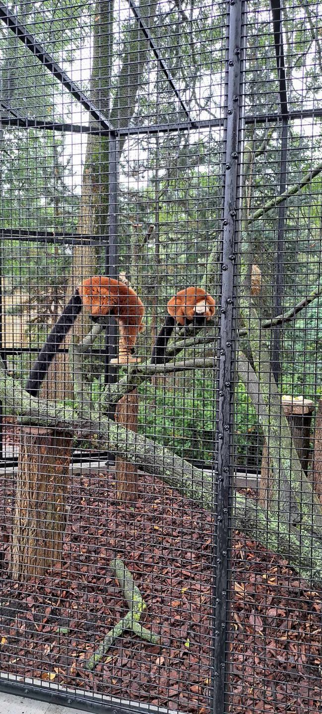 Lemury w płockim zoo