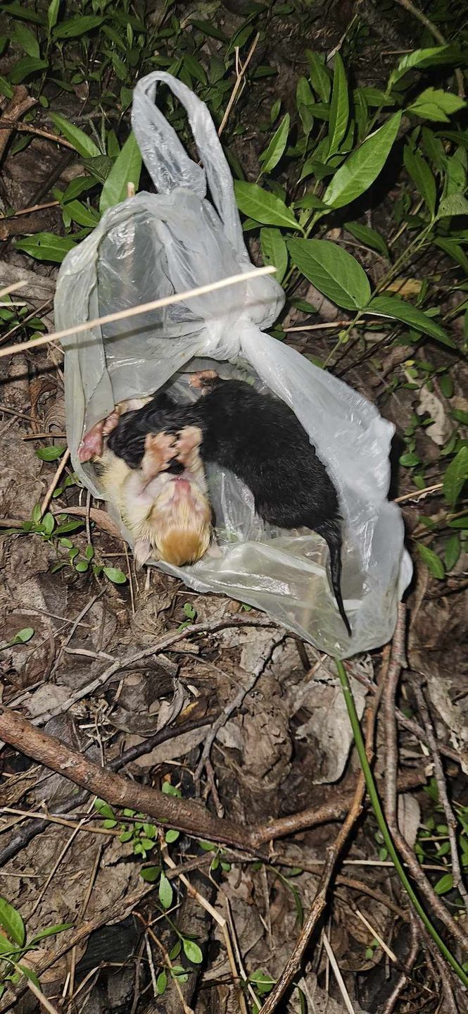 Fundacja Dla Zwierząt Animal Ghost