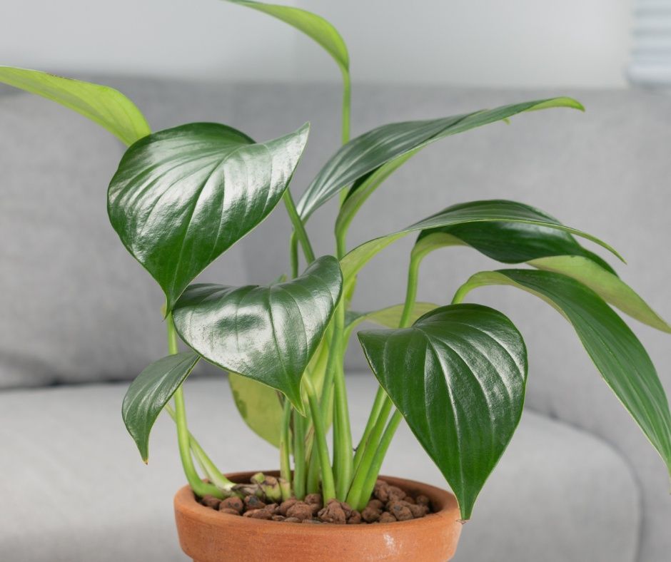 Philodendron Dragon Tail