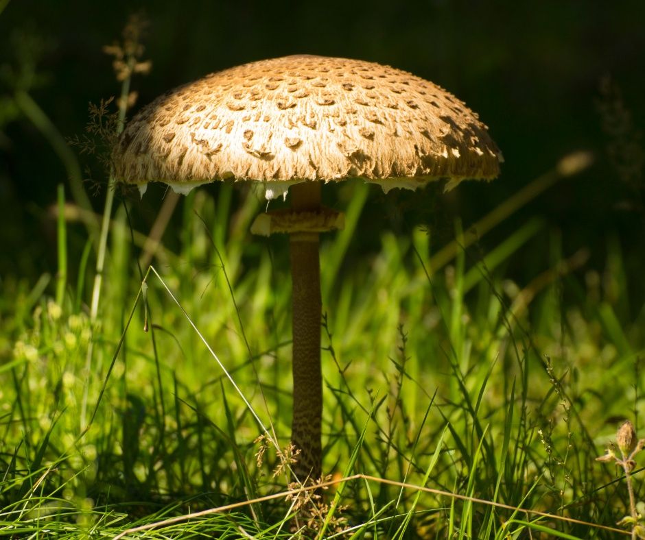 Kanie (czubajka kania)