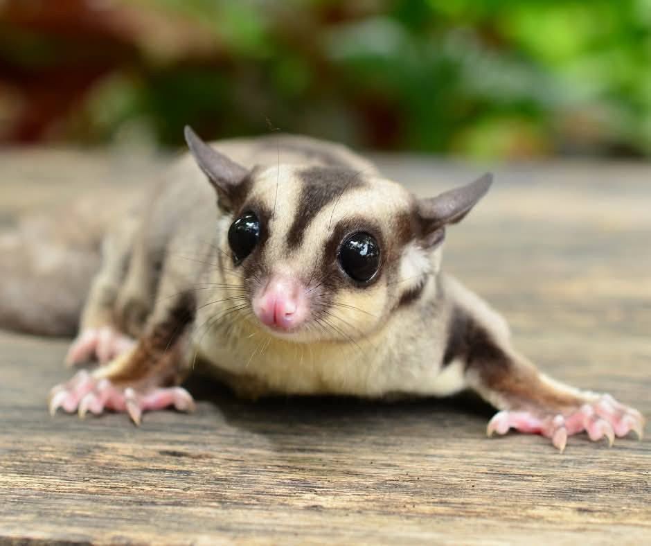 Targi terrorystyczne 