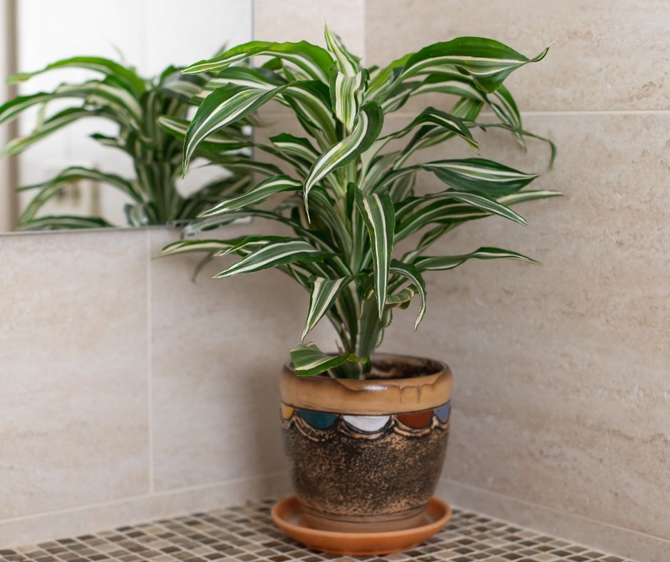 dracena do łazienki
