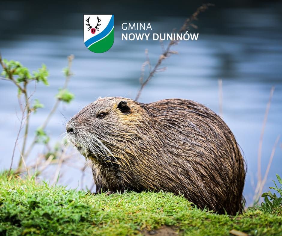 Gmina rezygnuje z odstrzału bobrów