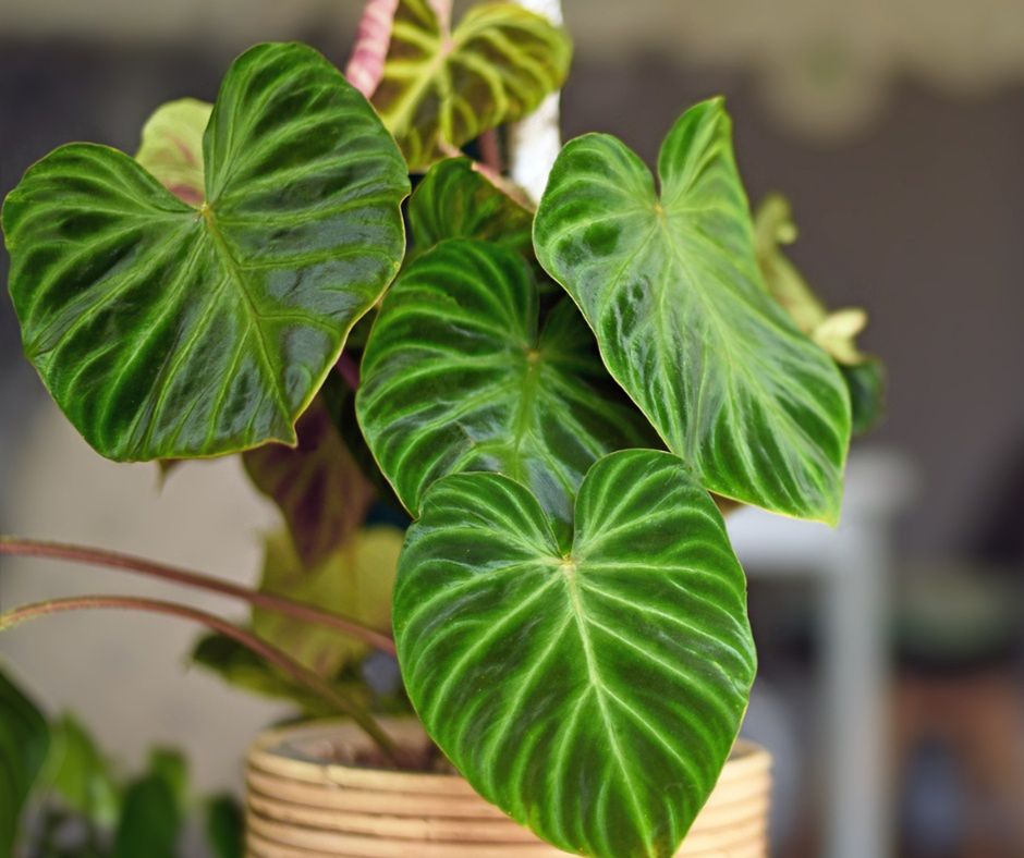 Filodendron do łazienki