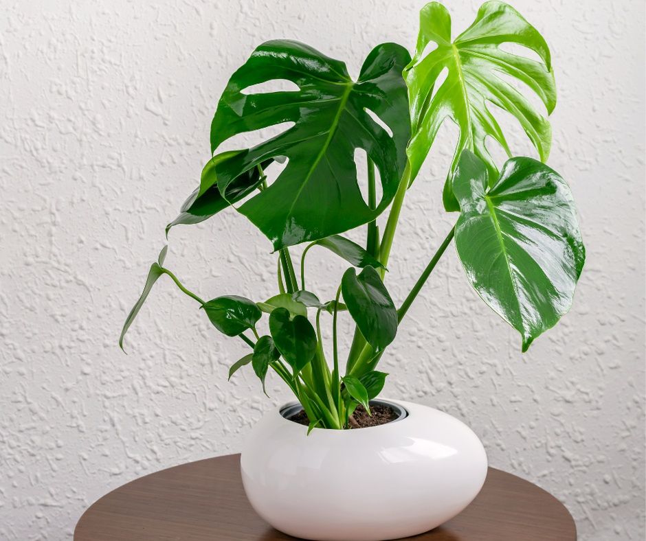 Monstera deliciosa
