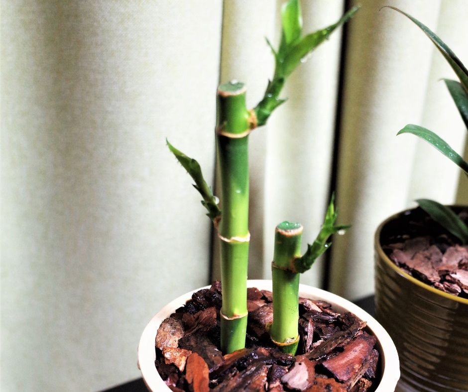 Lucky Bamboo