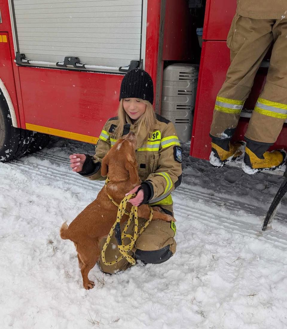 Akcja ratunkowa zwierzaków ze schroniska Kocham Psisko!