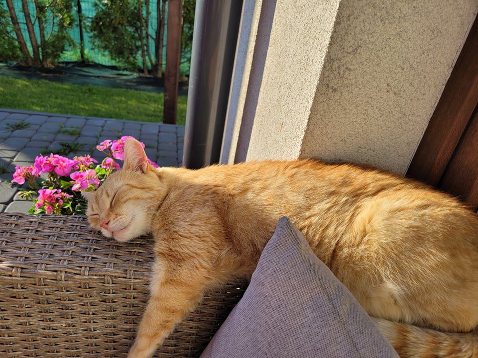 kot domowy odpoczywa