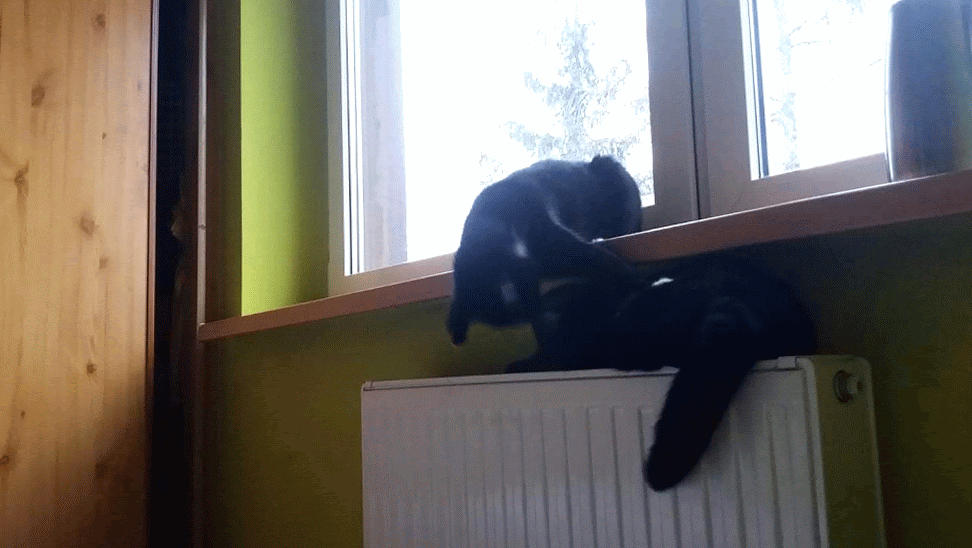 koty się bawią animacja