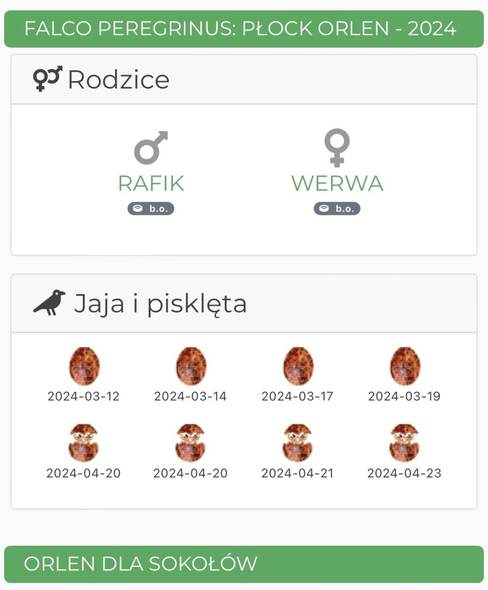 Rafik i Werwa zostali rodzicami - wykluły się pisklęta płockich sokołów wędrownych