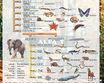 Zoologia - Systematyka zwierząt